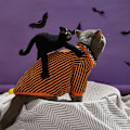 Miniatyrbillede 5 af 5: Halloween-kostumer til kæledyr, Halloween-kostumer til katte og hunde