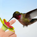 Pikkukuva 2 / 5: 2 kpl kannettavaa rengas kolibri syöttölaitteet Mini lintu syöttölaite Lemmikkilintu Veden juoma tarvikkeet Ulkoilmaan Puutarha Piha