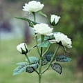 Miniatyrbild 3 av 5: LED-solcellslampor, konstgjorda rosblomsljus för utomhus trädgårdsdekoration, gård, uteplats, grav, kyrkogård, balkong, juldekoration - vit