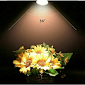 Miniatyrbillede 4 af 5: Pakke med 8 12V Halogen Reflektorpærer GU5.3 50W, Dæmpbar Spotlight, MR16 Halogen Spotlys Pære, 660LM, Varmt Hvidt 2700K, 36° Stråle, 2-polet Sockel