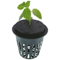 Miniatyrbild 1 av 4: 120 st Plantverktyg Jordfri Hydroponisk Trädgårdsplantering Grönsaksodlingssystem Svamp