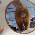 Miniatyrbilde 5 av 5: Katt Rumpe Kalender 2024 Gi Personlighet Til Dine Dager