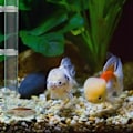 Miniatyrbillede 3 af 5: Rejer Foderrør Akryl Rejer Akvarium Samlet Foderrør (25cm)-