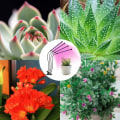 Miniatyrbillede 3 af 3: Hortikulturlampe, Plantelampe 80 LED Grolampe med 4 Hoveder 360° Hortikulturbelysning, 3 Lysstyrkemodus, 9 Dæmpbare Niveauer og 3 Timertilstande (3