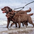Miniatyrbillede 5 af 5: Dobbelt line sele og snor til hunde eller kæledyr - Sort -