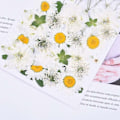 Miniatyrbilde 4 av 5: Naturlige tørkede pressede blomster, vakre ekte tørkede blomsterblader og blader presset herbarium blomst for DIY harpiks håndverksproduksjon kunst blomsterdekor