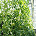 Pikkukuva 3 / 5: Kasvikasvi koukun kasvun uuttaja koukku tomaatti tukiklipsit kasvien tuki estää tomaattia puristumasta