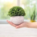 Miniatyrbillede 3 af 5: 4 stk. kunstige plastikplanter i potte, falske topiary buske falske planter, små falske, til badeværelse