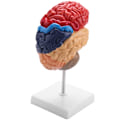 Miniatyrbillede 1 af 5: Anatomi af hjerne anatomisk model 1: 1 halv hjerne hjernestamme undervisningslaboratorieforsyninger