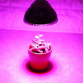 Miniatyrbillede 2 af 5: 1 stk. 50W Fuld Spektrum E27 LED Plant Vækstlamper Havebrug Vækstlys til Have 78 LED
