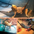 Pikkukuva 5 / 5: Liskojen ja käärmeiden verkkohammockit - Käärmeen ja liskon hammocki - Liskon lepopaikka - Kulman hammocki imukupilla - Kannettava, hengittävä verkko