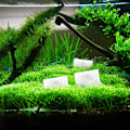 Miniatyrbillede 4 af 5: 6 Akvarie Medium Kulfilterpatroner, Til Quietflow 10 Erstatninger