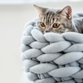 Miniatyrbillede 5 af 5: Håndstrikket Hundekurv til Hunde og Katte - Sovepose til Hvalpe og Killinger - Mørkegrå