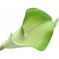 Miniatyrbild 2 av 4: 10 st Realistiska PU Konstgjorda Calla Lily Bröllopsblombuketter Mode Bröllop Äktenskap, Förlovning, 18:e 21:a 30:e 40:e 50:e 60:e 70:e 80:e 90:e