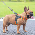 Miniatyrbilde 5 av 5: Bindestreng for hunder opptil 80 kg, 10M (hvit), Ledning for små, mellomstore eller store hunder (hvit, 10M)