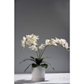 Miniatyrbillede 3 af 5: 6 stk. Phalaenopsis Orkideer Kunstige Blade Ægte Rødder Latex Touch Planter Grøn Falsk Blad Arrangement