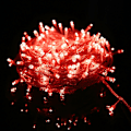 Miniatyrbillede 1 af 5: Streng af lys til karneval, bryllup, udendørs og indendørs havebelysning, LED-eventyrtræslys, festlige trælys, juledekoration, rød, 10M 100 LED
