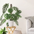 Miniatyrbilde 4 av 5: Plastikk Monstera Stake Kit, DIY Selvannende Moss Stake for Planter, Monstera Støtter