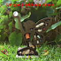 Miniatyrbillede 4 af 5: 1 stk. Måne Elf Krystal Hylde Små Ornamenter Hylde Model Opbevaring Hylde Krystal Sten Opbevaring Hylde Hjem C