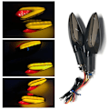 Miniatyrbilde 5 av 5: Motorsykkel blinklys 21LED blinklys indikator DRL tofarget LED bremselys + rød
