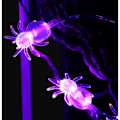 Miniatyrbilde 5 av 5: 20 LED Spider Lys, Lyslenke Jule- og Halloweendekorasjon