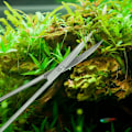 Miniatyrbillede 4 af 5: Akvarium Plant Saks Rustfrit Stål Bølge Saks til Fisketank Planter 25CM