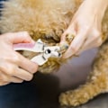 Miniatyrbilde 4 av 5: Hunde- og katteneglsaks, rustfritt stål hundeneglsaks med sikkerhetslås og neglefil, for store, mellomstore og små hunder og katter - liten blå
