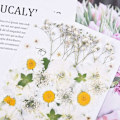 Miniatyrbilde 5 av 5: Naturlige tørkede pressede blomster, vakre ekte tørkede blomsterblader og blader presset herbarium blomst for DIY harpiks håndverksproduksjon kunst blomsterdekor