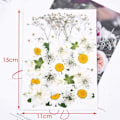 Miniatyrbilde 3 av 5: Naturlige tørkede pressede blomster, vakre ekte tørkede blomsterblader og blader presset herbarium blomst for DIY harpiks håndverksproduksjon kunst blomsterdekor