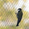 Miniatyrbillede 1 af 5: Fuglenet, 10 x 6 m bredt, fuglenet, stærkt havedamsbeskyttelsesnet, til frugt, grøntsager--