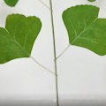 Miniatyrbillede 5 af 5: 20 stk. kunstige ginkgo-blade til blomsterdekoration