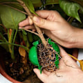 Miniatyrbillede 4 af 5: Podeplante-boks med rodfæsteassistent - Botanisk rodstyring (20 stk., grøn)