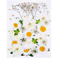 Miniatyrbilde 1 av 5: Naturlige tørkede pressede blomster, vakre ekte tørkede blomsterblader og blader presset herbarium blomst for DIY harpiks håndverksproduksjon kunst blomsterdekor