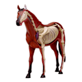 Pikkukuva 5 / 5: 4D Eläimen Elinjärjestelmän Anatomiamalli Hevonen Älykäs Kokoamislelu DIY Opettava Anatomiamalli Tieteen Popularisointilaite