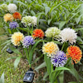 Miniatyrbilde 1 av 5: 4 stk dekorative utendørs solcellelamper, 5 solhoder svingende blomster IP65 vanntette solcellelamper for hage, gårdsplass