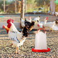 Miniatyrbillede 4 af 5: Kyllingefoder og drikkekar sæt fjerkræfoder plast fjerkræfontæne fjerkrædrikker, 1L drikkesæt og 1kg foder