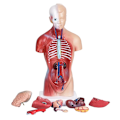 Miniatyrbillede 2 af 8: Unisex menneskelig torso krop Anatomi Anatomisk model Internt organ A 28CM