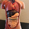 Miniatyrbillede 4 af 8: Unisex menneskelig torso krop Anatomi Anatomisk model Internt organ A 28CM