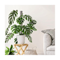 Pikkukuva 4 / 8: Plast Moss Monstera Poles Mesh Kit, itsekasteltava sammalnapa kasveille, Monstera Support-Xin