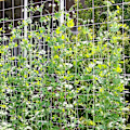 Miniatyrbillede 7 af 8: Plantera Spaljé Nät Växtstöd Växtält Spaljé Net Plant Klätternät