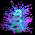 Miniatyrbilde 6 av 8: Fri form sjøanemone korallmyk silikagel beveger seg lilla