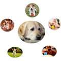 Miniatyrbild 7 av 8: 2 st hundboll med tandvårdsknoppar hund leksak gjord Mörkblå + Orange