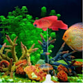 Miniatyrbillede 4 af 8: Kunstig fisk silikone fisk silikone guldfisk betta rød