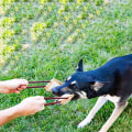 Miniatyrbilde 3 av 8: Bite pølse for hunder, jute bite pølse taulek og stil 1