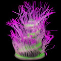 Miniatyrbilde 8 av 8: Fri form sjøanemone korallmyk silikagel beveger seg lilla