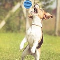 Miniatyrbild 3 av 8: 2 st hundboll med tandvårdsknoppar hund leksak gjord Mörkblå + Orange