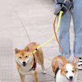 Miniatyrbillede 2 af 4: Line med lys til to hunde