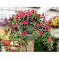 Miniatyrbilde 2 av 4: Kunstig Petunia i Rattan for Utendørs/Innendørs Bruk{GKS} (rose red)