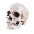 Miniatyrbillede 1 af 5: Anatomisk Kranium Model - Realistisk Menneskekranium i Resin - Naturlig Størrelse