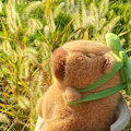 Miniatyrbild 6 av 7: 23cm Capybara Plysch Simulering Capibara Anime Fluffig Leksak Söt Docka Gosedjur Mjuk Docka Plysch Jul Thanksgiving Gåva 23cm-9.05in-C